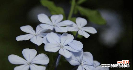 揭秘蓝花丹的含义与象征 探寻蓝花丹的花语