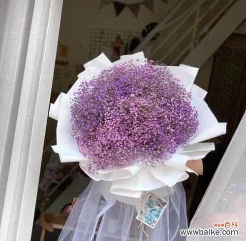 探秘满天星的花语和象征意义 满天星——幸福与美好