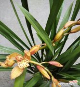 了解兰花的美与神韵，探寻其所代表的意义 探究兰花花语的深刻含义