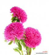 用一朵白色翠菊揭示人生真谛 白色翠菊花语的深刻内涵