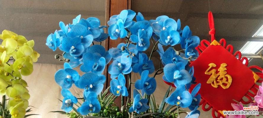 探寻蝴蝶兰的灵秀之美与神话传说 蝴蝶兰的花语与传说故事