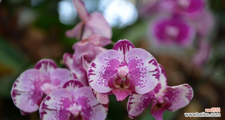 探寻蝴蝶兰的灵秀之美与神话传说 蝴蝶兰的花语与传说故事