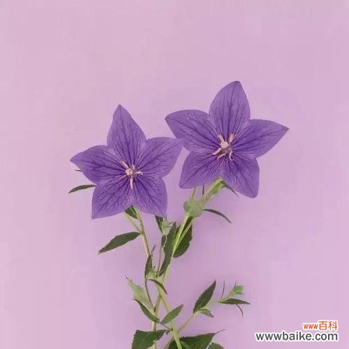 传递爱与感恩的美丽信使 粉色桔梗花语