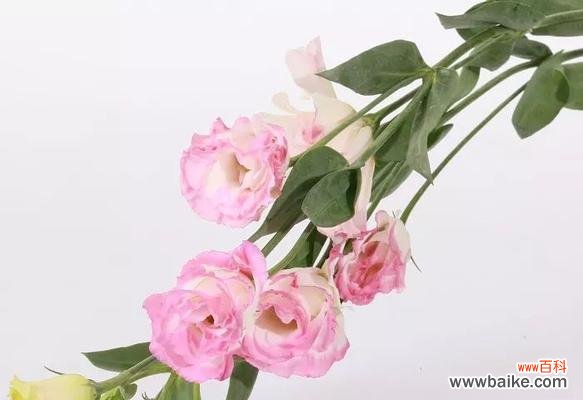 传递爱与感恩的美丽信使 粉色桔梗花语