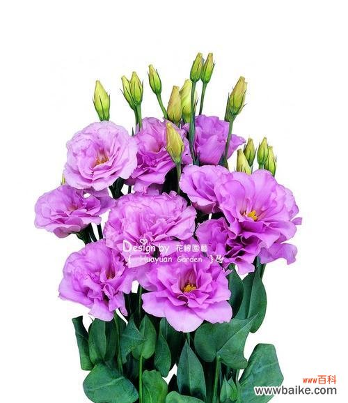 传递爱与感恩的美丽信使 粉色桔梗花语