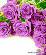 了解玫瑰花的含义，送花更有心思 常见玫瑰花品种花语大全