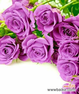 了解玫瑰花的含义,送花更有心思 常见玫瑰花品种花语大全