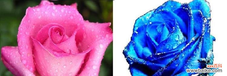 了解玫瑰花的含义,送花更有心思 常见玫瑰花品种花语大全