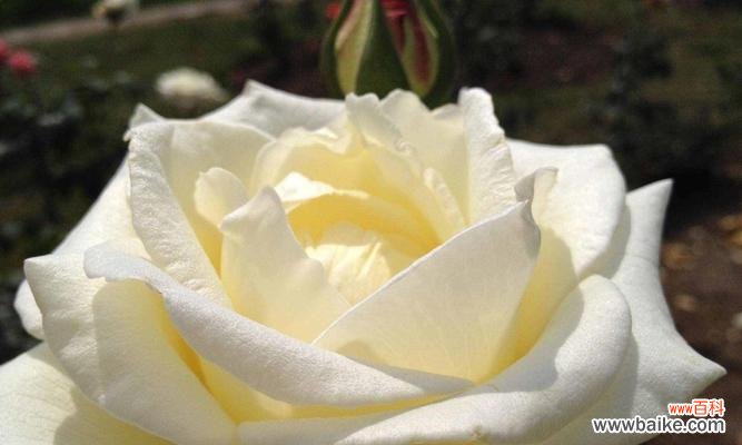 了解玫瑰花的含义,送花更有心思 常见玫瑰花品种花语大全