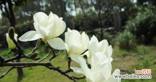 美丽的白玉兰花散发着清香和神秘的寓意 白玉兰花语