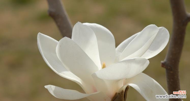 探寻白玉兰的象征意义和文化内涵 白玉兰的象征意义及寓意