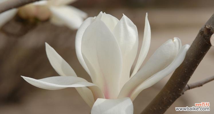 探寻白玉兰的象征意义和文化内涵 白玉兰的象征意义及寓意