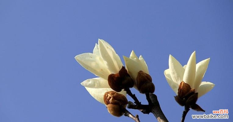 探寻白玉兰的象征意义和文化内涵 白玉兰的象征意义及寓意