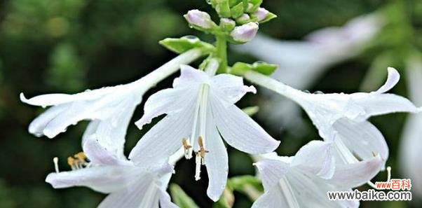用白玉簪解读花语中的深情与祝福 白玉簪的花语