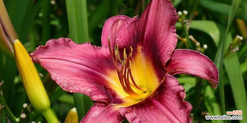 探寻百合花语的深层意义 百合花语的含义与传承