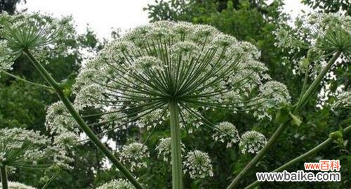 唤醒心灵的清新之美 白芷花语——寓意深远的花朵