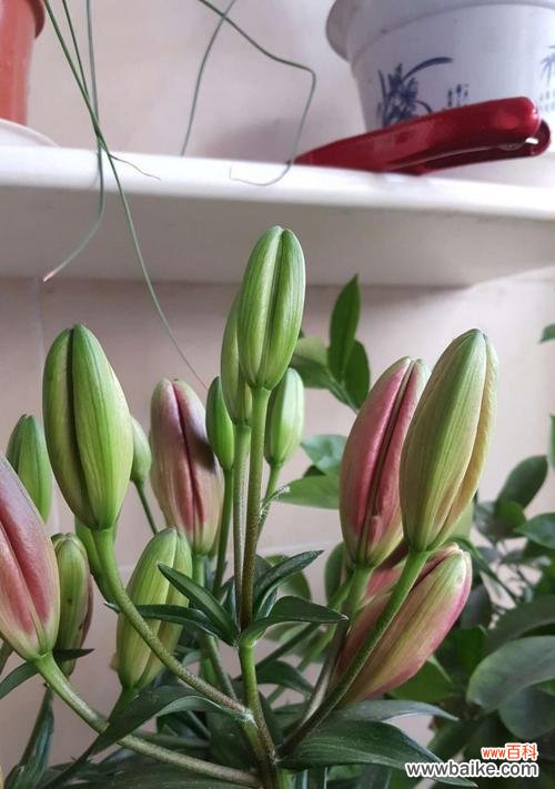 百合花代表纯洁 百合花的象征意义与文化价值