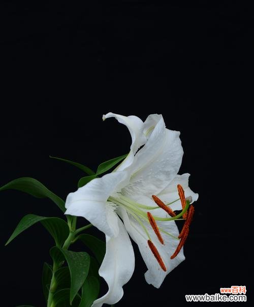 探寻百合的象征与美学 百合的含义与意义