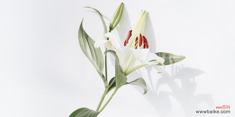 圣诞百合的象征意义与传统庆祝活动 圣诞百合