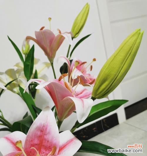 揭示百合花独特意义的美丽花卉 百合花的含义与象征