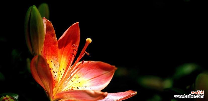 揭示百合花独特意义的美丽花卉 百合花的含义与象征