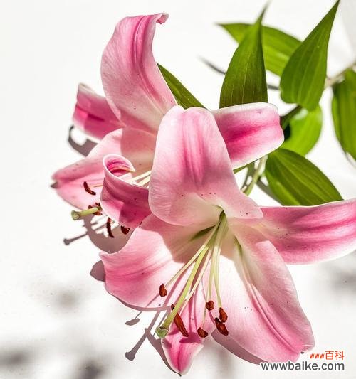 揭示百合花独特意义的美丽花卉 百合花的含义与象征