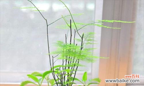 解读文竹的神秘符号 文竹的寓意和象征风水之奇妙力量