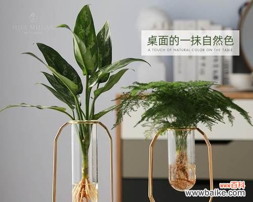 探秘文竹的含义与象征 文竹花语之美