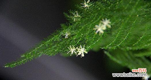 揭示神奇植物文竹的蓬勃生命力 文竹开花的意义与象征——一瞥自然奇迹