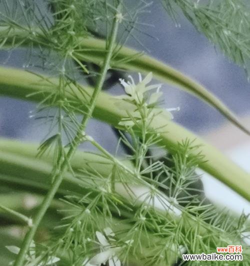 揭示神奇植物文竹的蓬勃生命力 文竹开花的意义与象征——一瞥自然奇迹