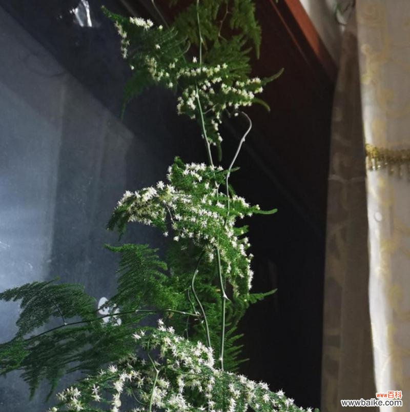 揭示神奇植物文竹的蓬勃生命力 文竹开花的意义与象征——一瞥自然奇迹