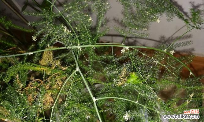 以文竹开花解读人生意义 文竹开花的寓意