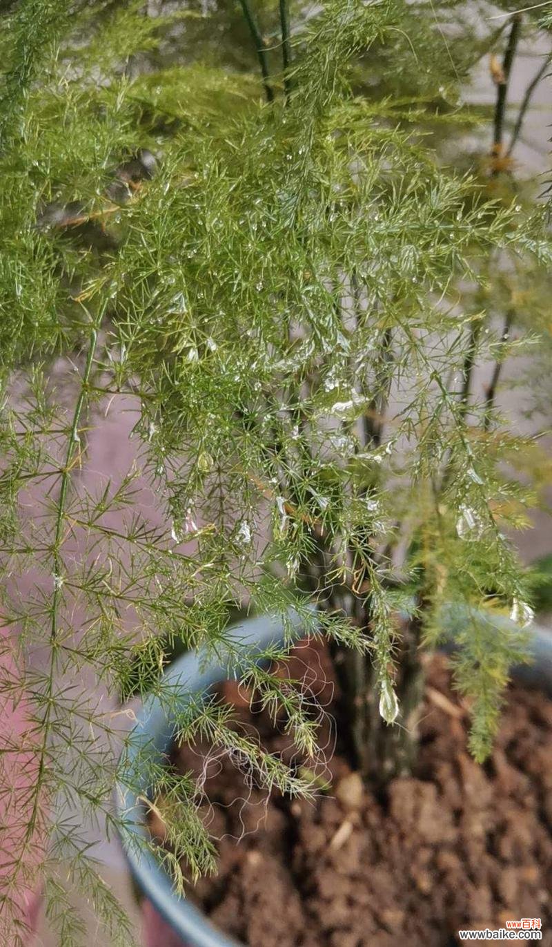 以文竹开花解读人生意义 文竹开花的寓意