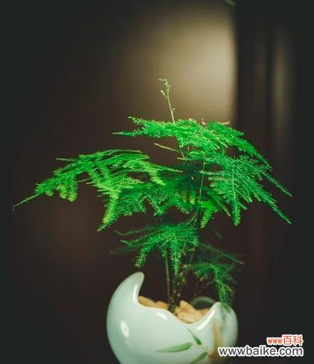 探索文竹的生态 文竹的意义与价值