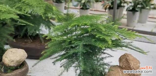 探索文竹的生态 文竹的意义与价值