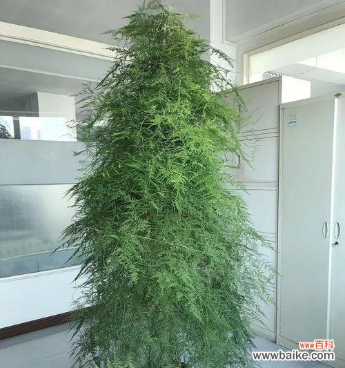 文竹爬的高与人生意义的思考 以文竹爬的高的寓意——开拓进取,勇攀高峰