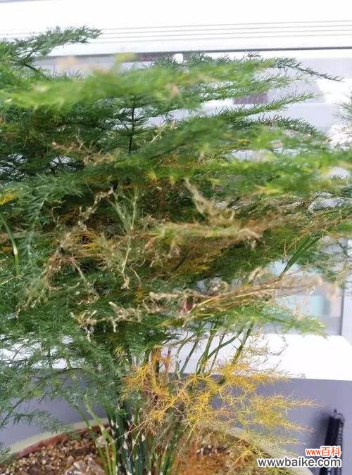 文竹爬的高与人生意义的思考 以文竹爬的高的寓意——开拓进取,勇攀高峰