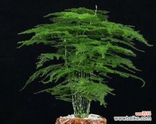 探索文竹的神秘魅力与寓意 文竹