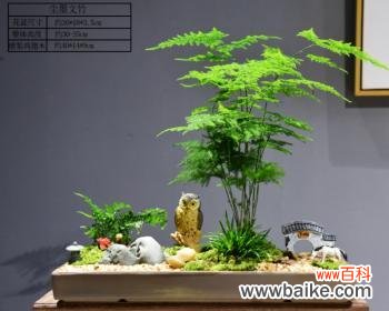 赏心悦目的绿色盆景 以文竹做微盆景的意义