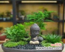 赏心悦目的绿色盆景 以文竹做微盆景的意义