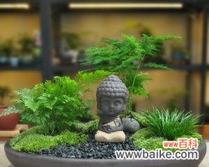 赏心悦目的绿色盆景 以文竹做微盆景的意义