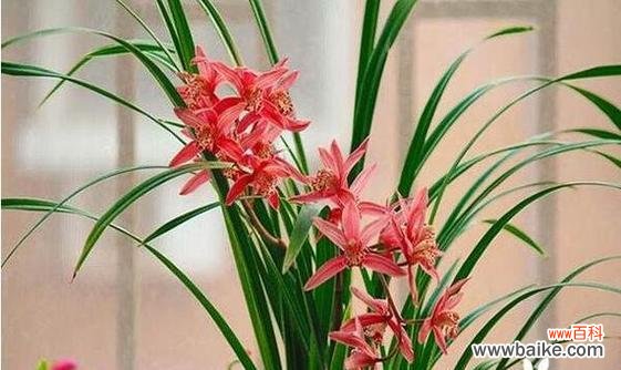 夏兰花美丽而坚韧 夏兰花语，花开人生