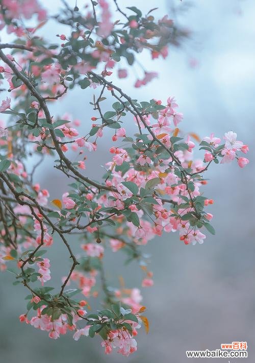 西府海棠 以西府海棠花语的美丽与含义