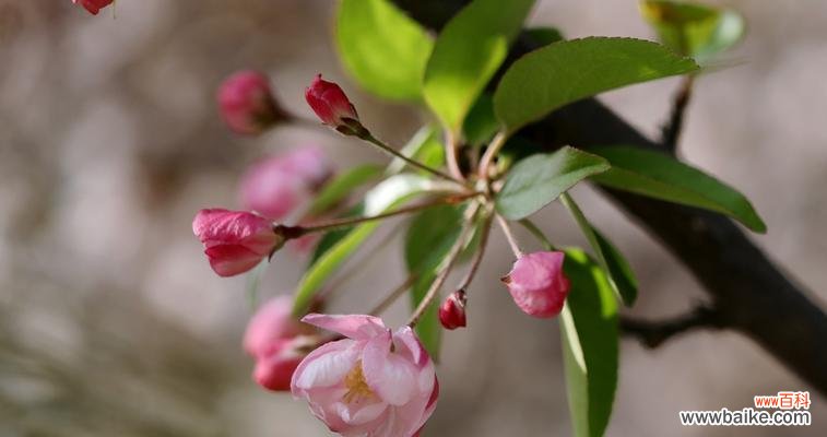 西府海棠 以西府海棠花语的美丽与含义