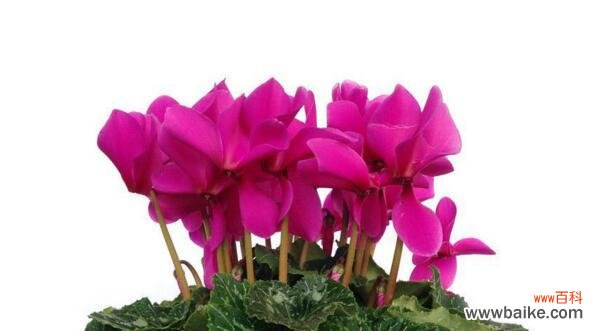 揭开以仙客来花背后的花语之谜 以仙客来花的花语是什么