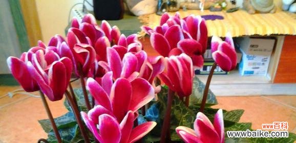 揭开以仙客来花背后的花语之谜 以仙客来花的花语是什么