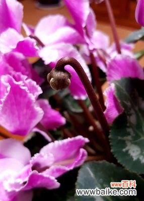 揭开以仙客来花背后的花语之谜 以仙客来花的花语是什么