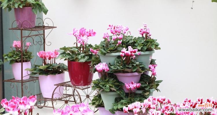 探究仙客来花的内涵与魅力 仙客来花的寓意与象征意义