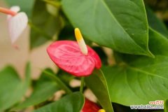 红掌烂根怎么办