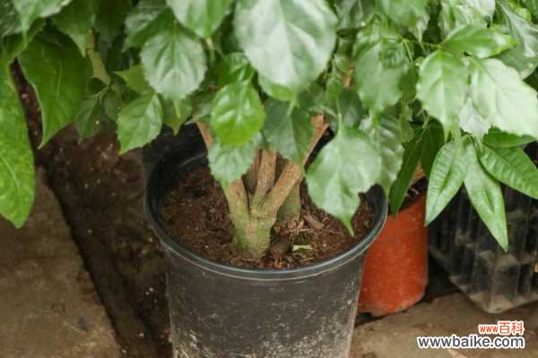 绿宝树黄叶的原因和处理办法